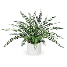boston fern