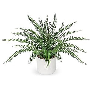 boston fern