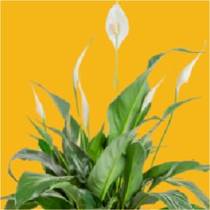 peace lily spath live plant