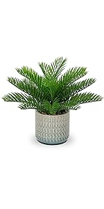 sago palm