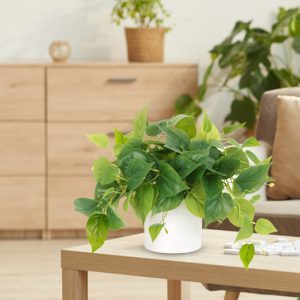 3b1a0122-09b7-4238-b041-4e0d10f6af1a.__CR00970600_PT0_SX970_V1___ Faux Plants Indoor with Ceramic Pots, Artificial Small Fake Plants with Pothos for Home Decor Fake Potted Plant for Living Room Shelf Home Office Decor(White Ceramic Pot)