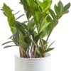 51Sy_FnD6zL._AC_SL1000 Live Indoor Houseplant in Modern Decor Planter, Natural Air Purifier in Potting Soil, Gift for Plant Lovers, Birthday Gift, Tabletop Living Room Decor, Desk Decor, 12-Inches Tall