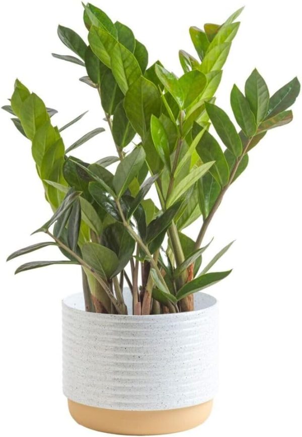 51Sy_FnD6zL._AC_SL1000 Live Indoor Houseplant in Modern Decor Planter, Natural Air Purifier in Potting Soil, Gift for Plant Lovers, Birthday Gift, Tabletop Living Room Decor, Desk Decor, 12-Inches Tall