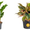 51xBeHquEHL._AC_SL1001 Live Indoor Houseplant in Modern Decor Planter, Natural Air Purifier in Potting Soil, Gift for Plant Lovers, Birthday Gift, Tabletop Living Room Decor, Desk Decor, 12-Inches Tall