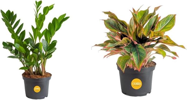 51xBeHquEHL._AC_SL1001 Live Indoor Houseplant in Modern Decor Planter, Natural Air Purifier in Potting Soil, Gift for Plant Lovers, Birthday Gift, Tabletop Living Room Decor, Desk Decor, 12-Inches Tall