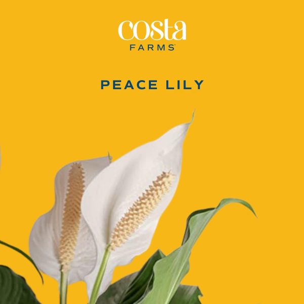 6116SjrBUfL._AC_SL1500 Peace Lily, Live Indoor Plant with Flowers, Easy to Grow Houseplant in Decorative Pot, Potting Soil, Thinking of You, Get Well Soon Gift, Room Decor, 1 Foot Tall