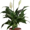 61h_BVJcWLL._AC_SL1500 Peace Lily, Live Indoor Plant with Flowers, Easy to Grow Houseplant in Decorative Pot, Potting Soil, Thinking of You, Get Well Soon Gift, Room Decor, 1 Foot Tall
