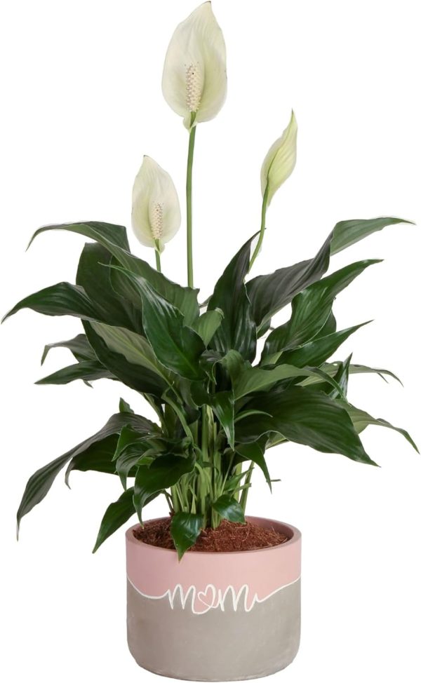 61h_BVJcWLL._AC_SL1500 Peace Lily, Live Indoor Plant with Flowers, Easy to Grow Houseplant in Decorative Pot, Potting Soil, Thinking of You, Get Well Soon Gift, Room Decor, 1 Foot Tall