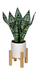 Fake Snake Plant