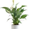 71-SQRV7auL._AC_SL1500 Peace Lily, Live Indoor Plant with Flowers, Easy to Grow Houseplant in Decorative Pot, Potting Soil, Thinking of You, Get Well Soon Gift, Room Decor, 1 Foot Tall