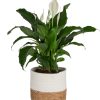 715dDREP6cL._AC_SL1500 Peace Lily, Live Indoor Plant with Flowers, Easy to Grow Houseplant in Decorative Pot, Potting Soil, Thinking of You, Get Well Soon Gift, Room Decor, 1 Foot Tall