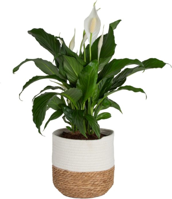 715dDREP6cL._AC_SL1500 Peace Lily, Live Indoor Plant with Flowers, Easy to Grow Houseplant in Decorative Pot, Potting Soil, Thinking of You, Get Well Soon Gift, Room Decor, 1 Foot Tall