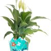 718KTkI2P-L._AC_SL1500 Peace Lily, Live Indoor Plant with Flowers, Easy to Grow Houseplant in Decorative Pot, Potting Soil, Thinking of You, Get Well Soon Gift, Room Decor, 1 Foot Tall