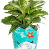 Dieffenbachia Live Plant Indoor, Easy Grow Light and Watering Houseplant, Potted in Indoors Garden Decor Plant Pot, Soil, Grower's Choice, Home and Office Plants Decor, 1 Foot Tall