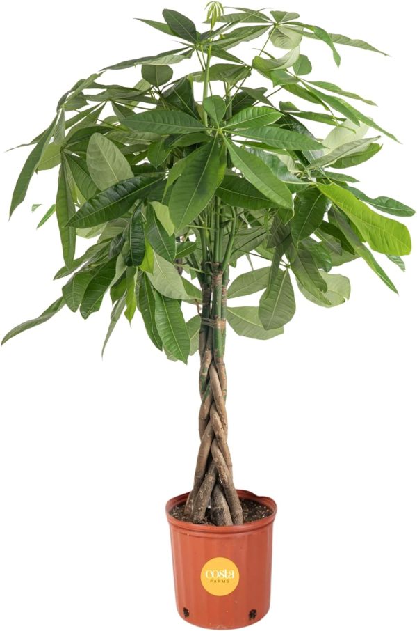 71Bzd5MyYbL._AC_SL1500 Money Tree, Easy to Grow Live Indoor Plant, Bonsai Houseplant in Ceramic Planter Pot, Potting Soil, Home Décor, Gardening, Birthday, Housewarming, 12-16 Inches Tall