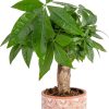 71FvgQyZZGL._AC_SL1500 Money Tree, Easy to Grow Live Indoor Plant, Bonsai Houseplant in Ceramic Planter Pot, Potting Soil, Home Décor, Gardening, Birthday, Housewarming, 12-16 Inches Tall