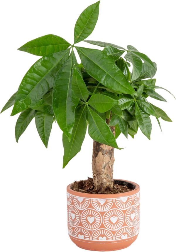 71FvgQyZZGL._AC_SL1500 Money Tree, Easy to Grow Live Indoor Plant, Bonsai Houseplant in Ceramic Planter Pot, Potting Soil, Home Décor, Gardening, Birthday, Housewarming, 12-16 Inches Tall