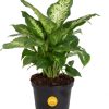 Dieffenbachia Live Plant Indoor, Easy Grow Light and Watering Houseplant, Potted in Indoors Garden Decor Plant Pot, Soil, Grower's Choice, Home and Office Plants Decor, 1 Foot Tall