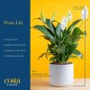 71JsEzasPaL._AC_SL1500 Peace Lily, Live Indoor Plant with Flowers, Easy to Grow Houseplant in Decorative Pot, Potting Soil, Thinking of You, Get Well Soon Gift, Room Decor, 1 Foot Tall