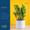71Nz2mgUVbL._AC_SL1500 Live Indoor Houseplant in Modern Decor Planter, Natural Air Purifier in Potting Soil, Gift for Plant Lovers, Birthday Gift, Tabletop Living Room Decor, Desk Decor, 12-Inches Tall