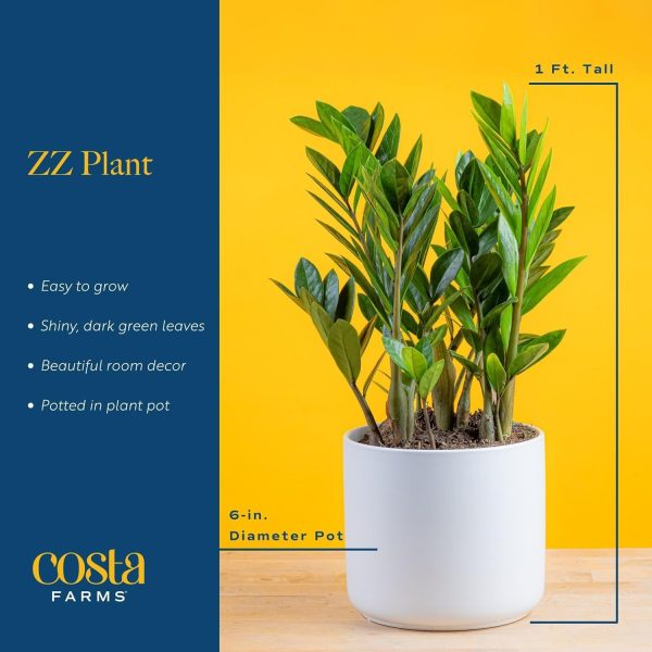71Nz2mgUVbL._AC_SL1500 Live Indoor Houseplant in Modern Decor Planter, Natural Air Purifier in Potting Soil, Gift for Plant Lovers, Birthday Gift, Tabletop Living Room Decor, Desk Decor, 12-Inches Tall