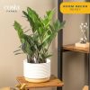 71UTVfRr6RL._AC_SL1500 Live Indoor Houseplant in Modern Decor Planter, Natural Air Purifier in Potting Soil, Gift for Plant Lovers, Birthday Gift, Tabletop Living Room Decor, Desk Decor, 12-Inches Tall