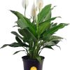 71X1m1xTbSL._AC_SL1500 Peace Lily, Live Indoor Plant with Flowers, Easy to Grow Houseplant in Decorative Pot, Potting Soil, Thinking of You, Get Well Soon Gift, Room Decor, 1 Foot Tall