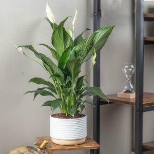 71iBaKAFOlL._AC_SL1500-150x150 Peace Lily, Live Indoor Plant with Flowers, Easy to Grow Houseplant in Decorative Pot, Potting Soil, Thinking of You, Get Well Soon Gift, Room Decor, 1 Foot Tall