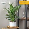 71iBaKAFOlL._AC_SL1500 Peace Lily, Live Indoor Plant with Flowers, Easy to Grow Houseplant in Decorative Pot, Potting Soil, Thinking of You, Get Well Soon Gift, Room Decor, 1 Foot Tall