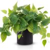 Faux Plants Indoor with Ceramic Pots, Artificial Small Fake Plants with Pothos for Home Decor Fake Potted Plant for Living Room Shelf Home Office Decor（White Ceramic Pot）