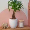71ubQdCyH0L._AC_SL1500 Money Tree, Easy to Grow Live Indoor Plant, Bonsai Houseplant in Ceramic Planter Pot, Potting Soil, Home Décor, Gardening, Birthday, Housewarming, 12-16 Inches Tall