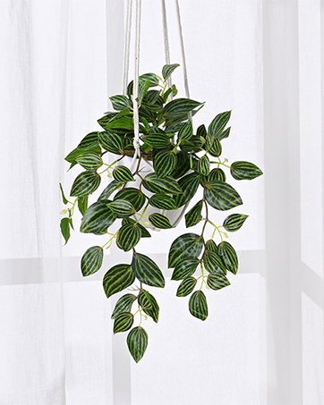 hanging plants