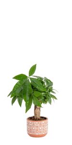 small money tree pachira live indoor plant