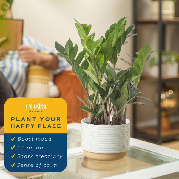 81GM5o5agKL._AC_SL1500 Live Indoor Houseplant in Modern Decor Planter, Natural Air Purifier in Potting Soil, Gift for Plant Lovers, Birthday Gift, Tabletop Living Room Decor, Desk Decor, 12-Inches Tall