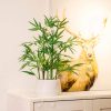 81ZQ7iHytyL._AC_SL1500 18 inch Tall White Potted Faux Bamboo Plant- Luxury Artificial Bamboo Tree in White Pot for Home, Office, Kitchen, Counter Top, Indoor Decor, Money Tree, Lucky Bamboo Tree.