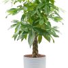 81iegyxkaGL._AC_SL1500 Money Tree, Easy to Grow Live Indoor Plant, Bonsai Houseplant in Ceramic Planter Pot, Potting Soil, Home Décor, Gardening, Birthday, Housewarming, 12-16 Inches Tall