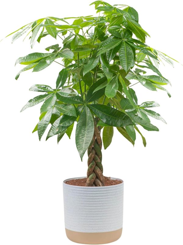 81iegyxkaGL._AC_SL1500 Money Tree, Easy to Grow Live Indoor Plant, Bonsai Houseplant in Ceramic Planter Pot, Potting Soil, Home Décor, Gardening, Birthday, Housewarming, 12-16 Inches Tall