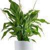 81jEsBi-oJL._AC_SL1500 Peace Lily, Live Indoor Plant with Flowers, Easy to Grow Houseplant in Decorative Pot, Potting Soil, Thinking of You, Get Well Soon Gift, Room Decor, 1 Foot Tall