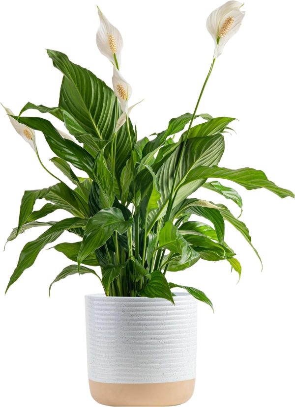 81jEsBi-oJL._AC_SL1500 Peace Lily, Live Indoor Plant with Flowers, Easy to Grow Houseplant in Decorative Pot, Potting Soil, Thinking of You, Get Well Soon Gift, Room Decor, 1 Foot Tall