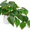 81qrqzMRoLL._AC_SL1500 Fake Plants Indoor 8 Inch Artificial Monstera Leaves in Ceramic Pot - Faux Potted Tropical Palm Plant for Home Aesthetic Decor Living Room Shelf Office