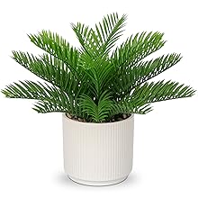 sago palm