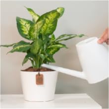 live plants houseplant