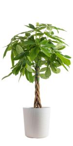 money tree pachira live indoor plant bonsai