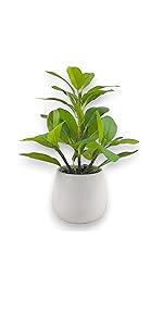 Derlily Small Artificial Plants Indoor Bean green