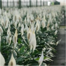 peace lily live plant