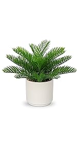 sago palm